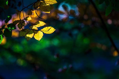 🔥 [40+] Tree Leaf Wallpapers | WallpaperSafari