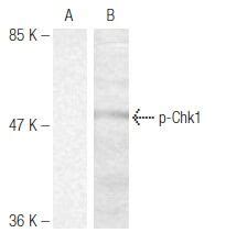 Scbt Santa Cruz Biotechnology