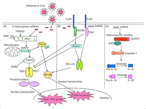 Overview Of Innate Immune Recognition Pathways Of Iav In Lung