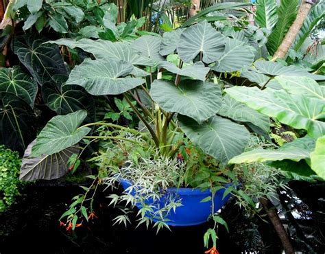 Photo Of The Entire Plant Of Elephant S Ear Alocasia Regal Shields