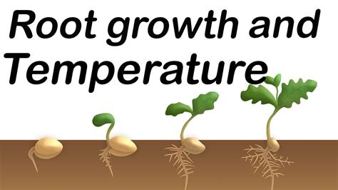 How Does Temperature Affect Plant Root And Shoot Growth Youtube