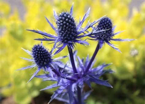 Kugeldistel Zierdistel Echinops Ritroveitchs Blue