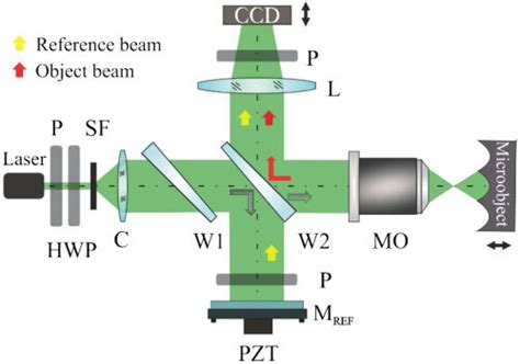 Schematic Of The FDHM System P Polarizer HWP Half Wave Plate SF