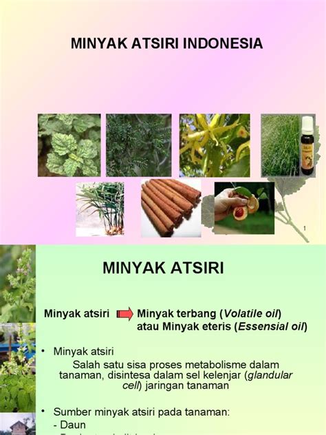 Minyak Atsiri Pdf