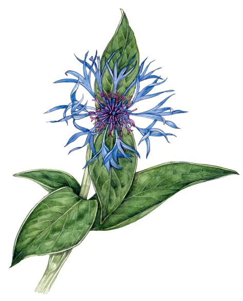 Perennial Cornflower Centaurea Montana Lizzie Harper