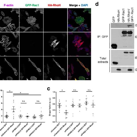 RhoH Co Localizes And Interacts With Rac1 A RhoH Partially