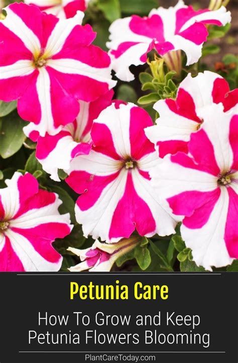 Learn Petunia Care Grow Carefree Eye Catching Petunia Flowers For