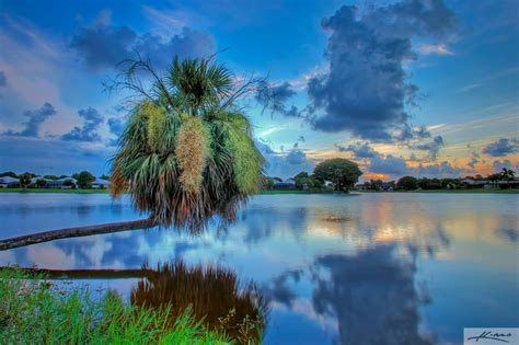 Palm Tree Growing Over Lake Catherine HDR Photography By Captain Kimo