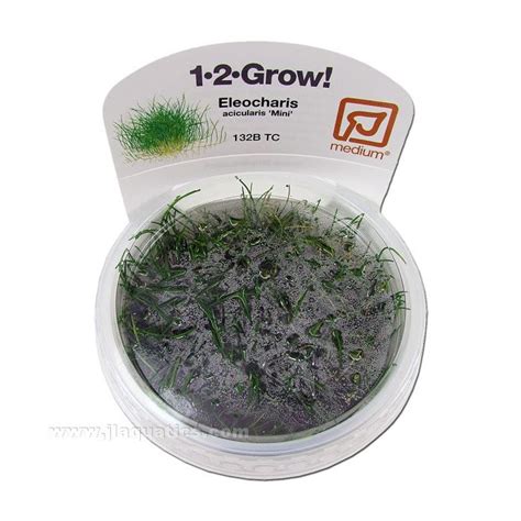 Tropica Eleocharis Acicularis Mini 1 2 Grow Aquarium Plant