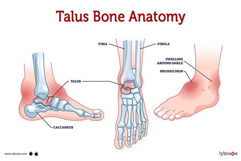 Talus Bone — Definition, Location, Anatomy, Diagrams, 51% OFF