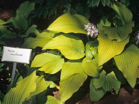 P00 Hosta 'Sun Power' from The Hosta Helper - Presented by PlantsGalore.Com