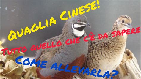 Come Allevare Quaglie Cinesi Youtube