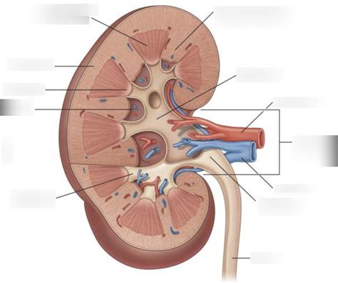 Kidney Diagram | Quizlet