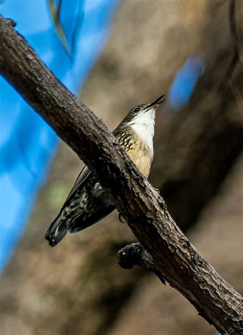 White Throated Tree Creeper You Yangs Vic Australia Flickr