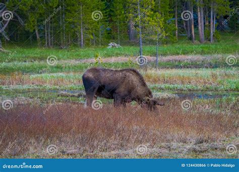 Cow Moose Munching On Willows In Yellowstone National Park Wyoming