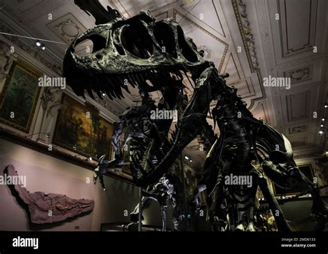 Viena Austria De Diciembre Allosaurus Fragilis Dinosaur F Siles