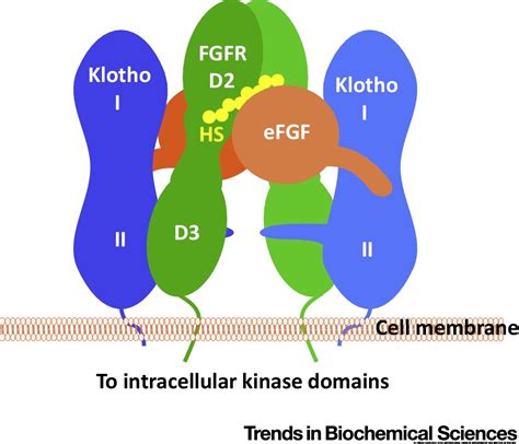 Unraveling Endocrine Fgf Signaling Complex To Combat Metabolic Diseases Trends In Biochemical