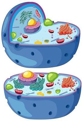 Plant Cell Vector Art, Icons, and Graphics for Free Download