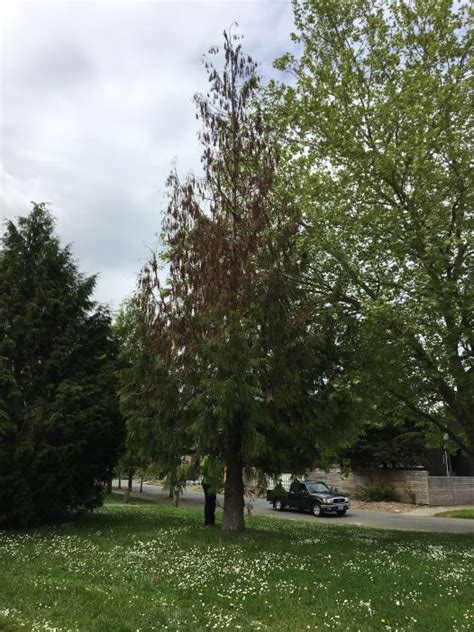 Western Redcedar Die Off In Seattle Parks Green Seattle Partnership