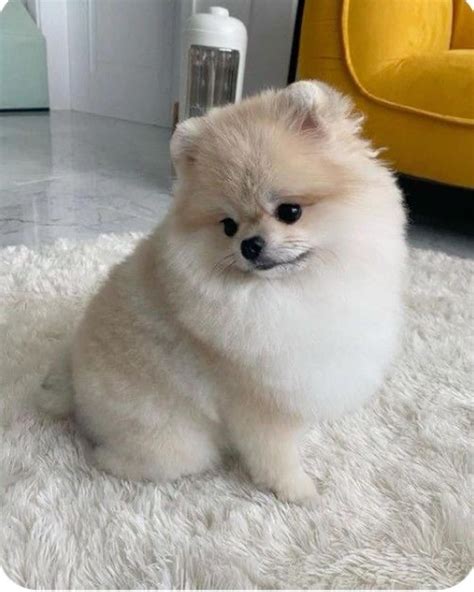 Mr puffin white pomeranian boy – Artofit