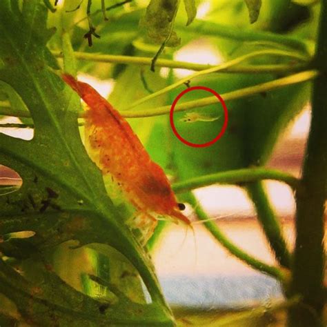 Are these really Sunkist Shrimp babies? - Care, feeding and breeding ...