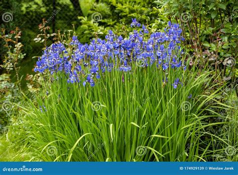 Blue Flowers Iris Versicolor Beautifully Blooming in the Garden. Stock ...