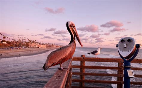 Explore The Iconic Oceanside Pier | The Seabird Resort