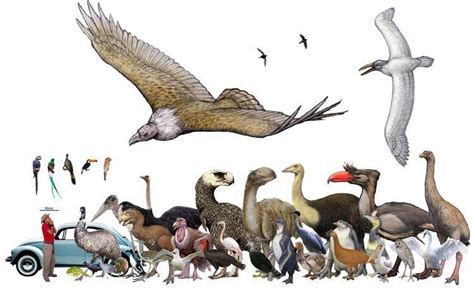 A Size Chart Of The Largest Extinct Bird Species Naturewasmetal In