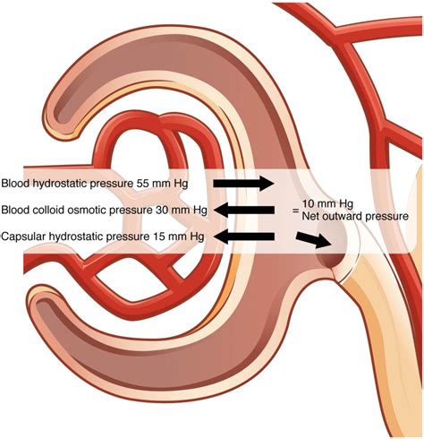 17 5 Physiology Of Urine Formation Sbv Fundamentals Of Anatomy And Physiology