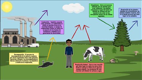 Ciclo Del Carbono Etapas