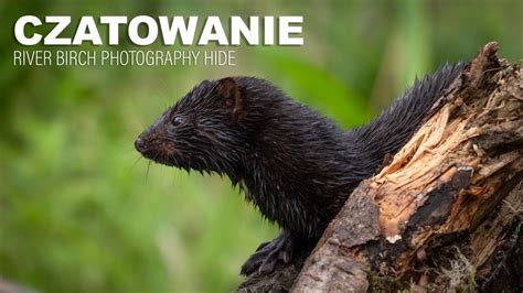 Czatowanie Kuna Le Na Lis Norka Dzi Cio Fotografia