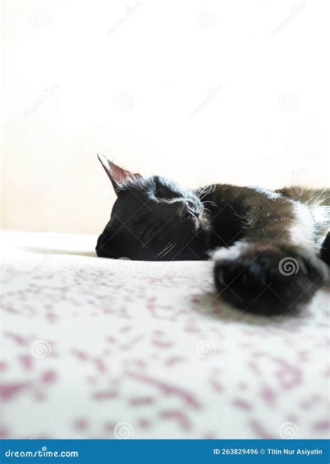 Sleeping black cat stock photo. Image of animal, dreams - 263829496