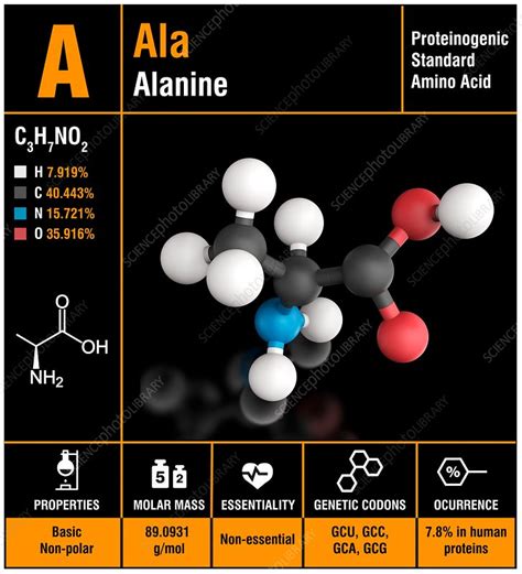 Alanine Amino Acid Molecule Stock Image C Science Photo