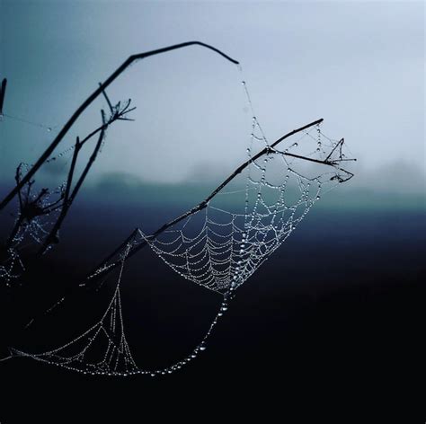 Captura Aproximada De Uma Teia De Aranha Coberta Por Gotas De Gua Nos