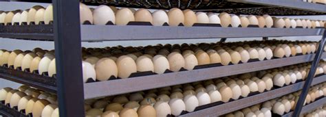 Determination Of Shell Quality In Hatching Eggs