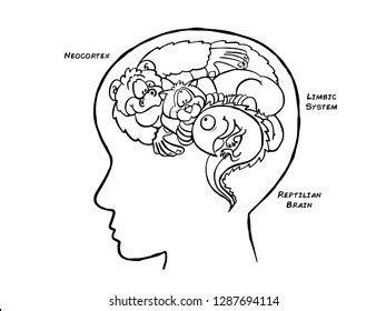 Diagram Different Parts Brain According Triune Stock Illustration ...