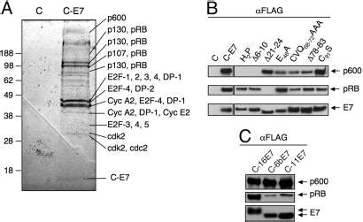 Association Of The Human Papillomavirus Type E Oncoprotein With The