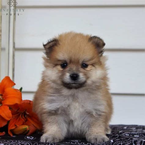 Pomeranian Puppies For Sale • Adopt Your Puppy Today • Infinity Pups