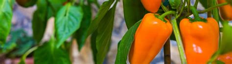 Paprika Anbauen Auf Dem Balkon Im Gew Chshaus Freiland