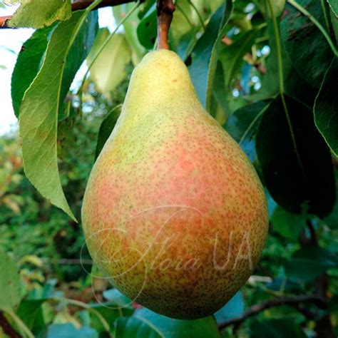 Груша Ред Вильямс Описание Сорта Фото Отзывы — Mixyfotos.ru