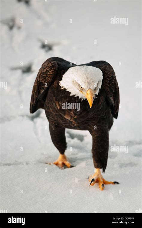 Bald Eagle Walking Hi Res Stock Photography And Images Alamy