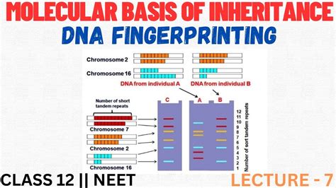 Dna Fingerprinting Molecular Basis Of Inheritance Class 12th Neet ⁠ Youtube