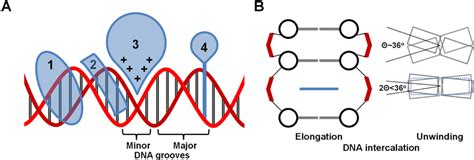 A Schematic Diagrams Of Different Dna Binding Modes 1 Is A Major Download Scientific Diagram