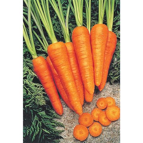 Giant Carrots Varieties - DIY