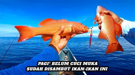 Mancing Mania Di Spot Kerapu Bikin Penasaran Ultralight Jigging Daido