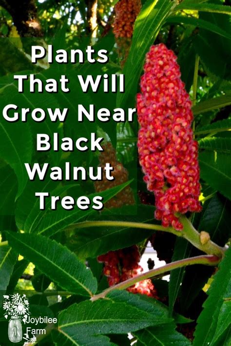 Plants That Will Grow Near Black Walnut Trees In Zone Joybilee