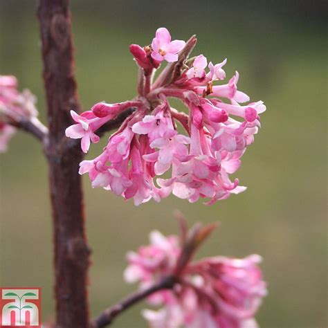 Viburnum X Bodnantense Dawn Plants Thompson Morgan