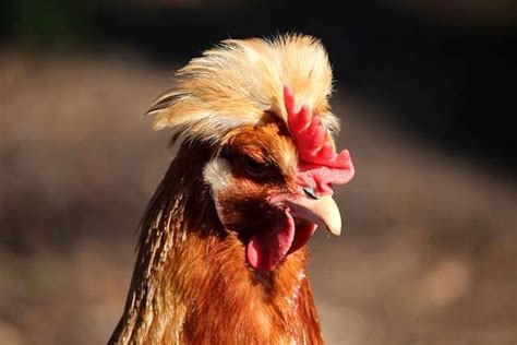 Considering Sulmtaler Chicken Breed Read This First