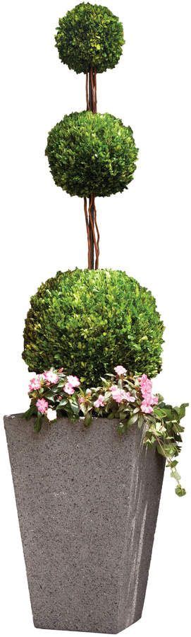 Napa Home And Garden Preserved Boxwood Triple Ball Topiary Decorative