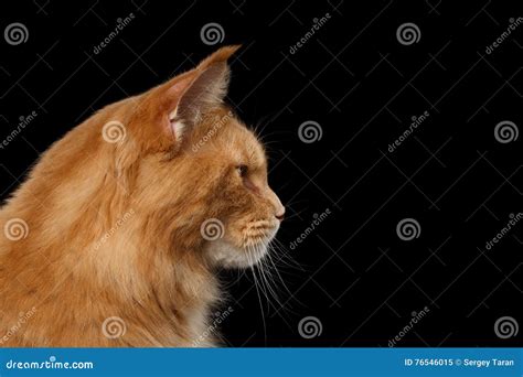 Closeup Maine Coon Cat Portrait Isolated On Black Background Stock